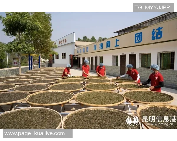 广东大益茶与吉林茶文化的碰撞与融合探讨